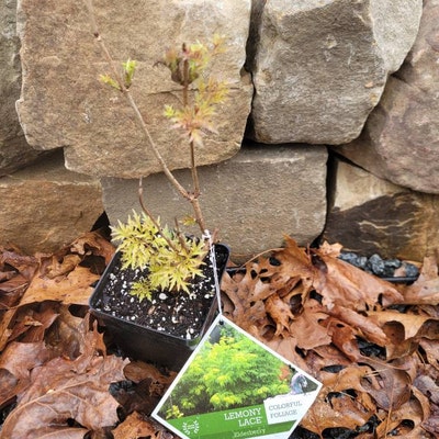 Lemony Lace Elderberry Sambucus 4 Pot Size Live Plant - Etsy