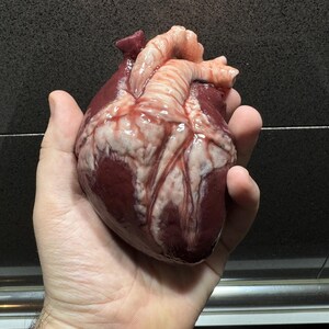 Hollow Human Heart Model Life Size, Anatomical Silicone Heart for