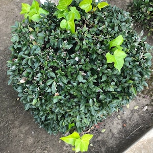 Paleclover added a photo of their purchase