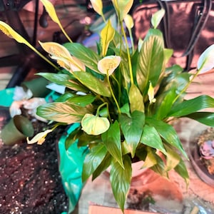 Karen added a photo of their purchase