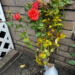 Ring of Fire Rose Live Plants (coral-orange Flower ) - Etsy
