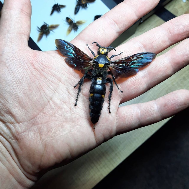 1-4 Megascolia Procer Female Giant Procer Wasp Wings Open