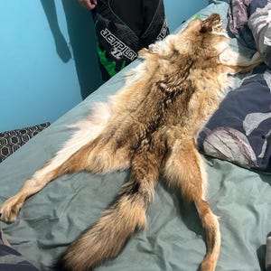 コヨーテ毛皮　ラグ 楽天市場】送料無料ARTWORKSTUDIO Coyote Rug コヨーテラグ [140×200cm