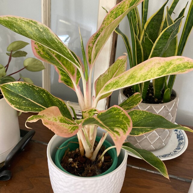 costa farms indoor plants Exotic Angel Clean Air Three Pack main image 1