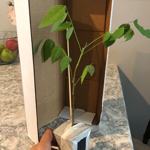 Comprador de Etsy ha añadido una foto de su compra