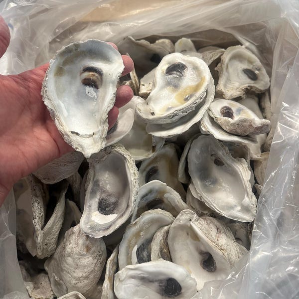 50 Shells SMALL 2 Inch-3 Inch - Etsy