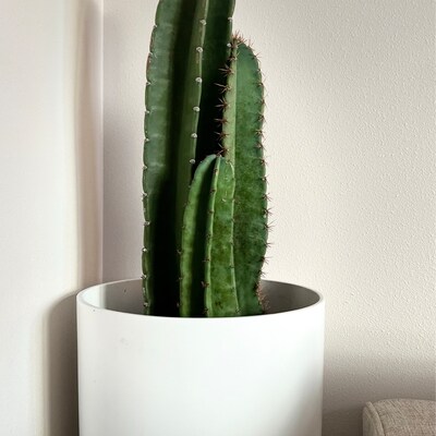Giant Cactus Cereus Peruvianus the Low Maintenance King - Etsy