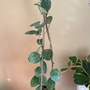 ホヤ・パラシティカ ハートリーフ シルバー (((ホヤシルバー)))) phyto