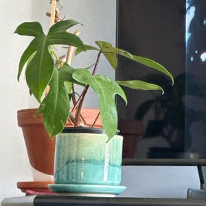 Patricia added a photo of their purchase