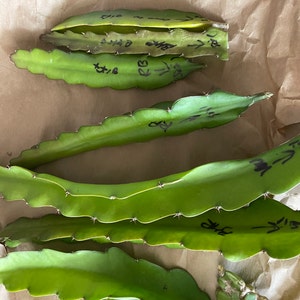 Shannette ha añadido una foto de su compra