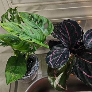 Kristina added a photo of their purchase