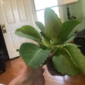 Rebecca added a photo of their purchase