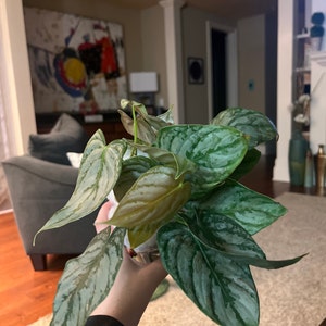Katelyn added a photo of their purchase