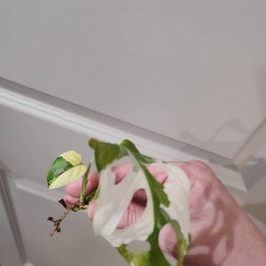 Rose added a photo of their purchase