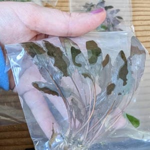 Comprador de Etsy ha añadido una foto de su compra