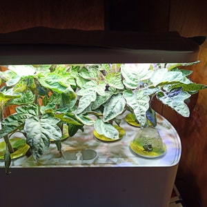 EVE added a photo of their purchase