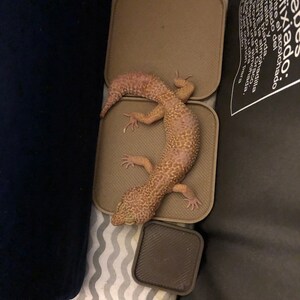 leopard gecko litter box