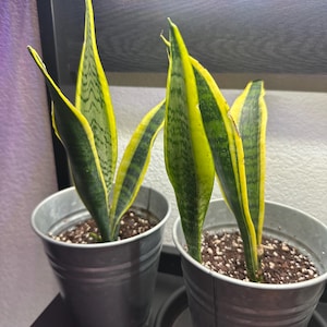 Comprador de Etsy ha añadido una foto de su compra