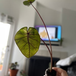 Rebecca ha añadido una foto de su compra