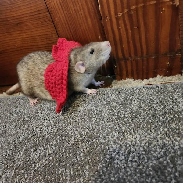 Rat In Clothes Rat Dress for Rat Crochet Dress for Pet Rat Sweater for Fancy Rat ...