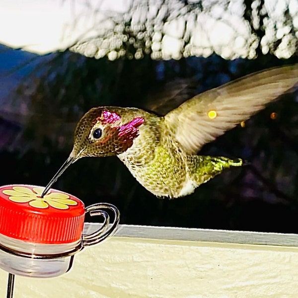 Trio of Hum-button™, Mini Hand Held Hummingbird Feeders New Style 2017 ...
