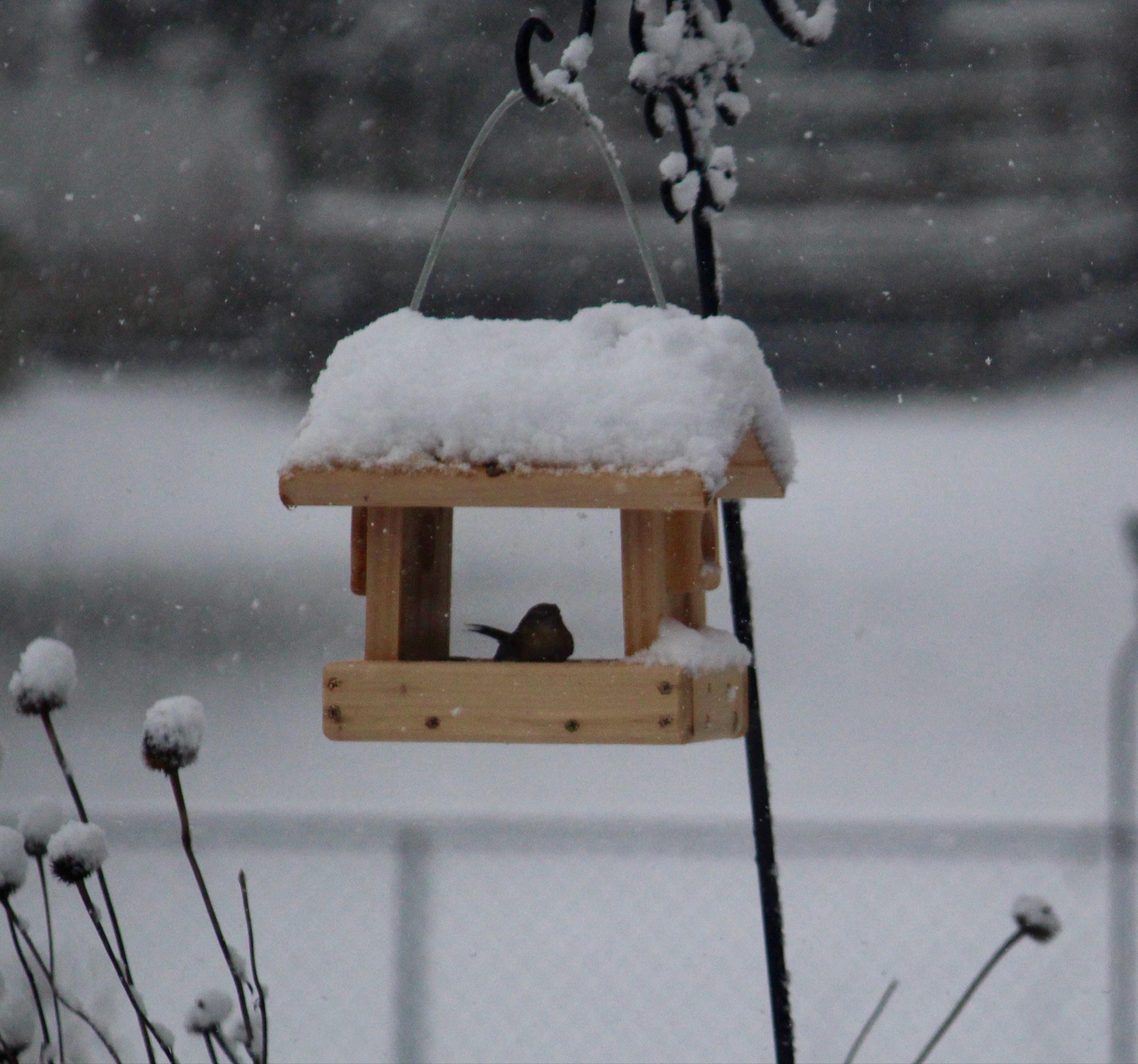 Blue Bird Feeder , Hanging or Pole Mount  Blue Bird Feeder