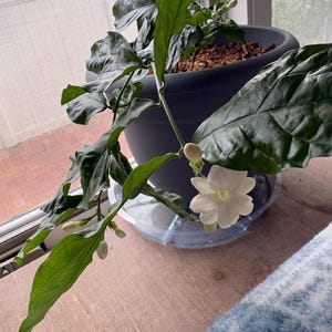 Deanna added a photo of their purchase