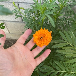 jesus added a photo of their purchase