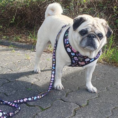 Pet Supplies : Sushi Cat Collar With Onigiri Bell