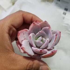 Maria added a photo of their purchase