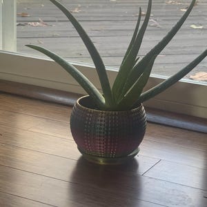 LaQuia さんが購入した商品の写真を追加しました