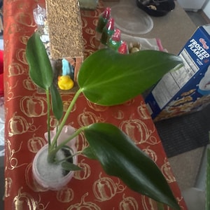 Pablo added a photo of their purchase