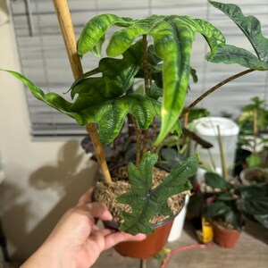 Nancy ha añadido una foto de su compra