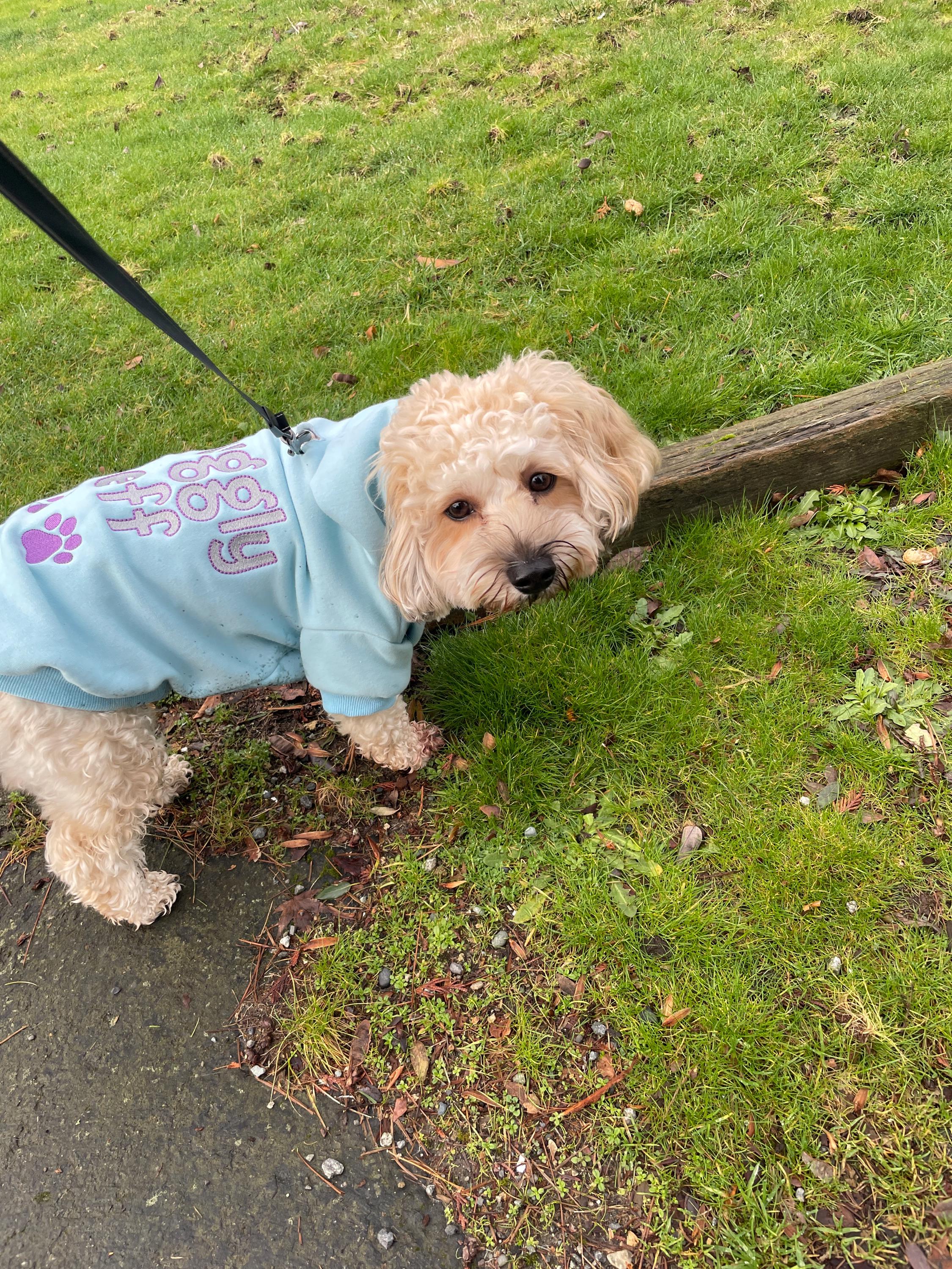 Personalized Dog Hoodie - Name Pet Hoodie - Personalized Dog Sweatshirt - Puppy Clothing - Personalized Dog Clothes - Outdoor Dog Coat