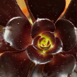 Shawn added a photo of their purchase