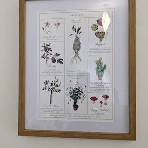 Herbology Chart A4 Print - Etsy