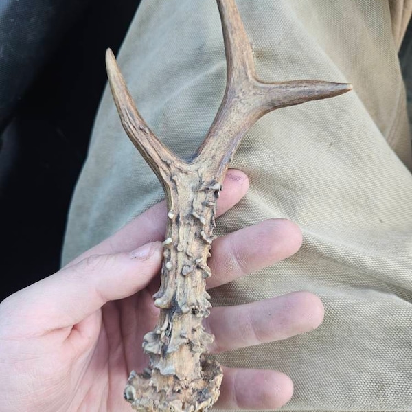 Premium Roe Deer Antlers | SINGLE Premium Quality Antler | Natural ...