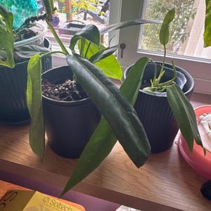 Jackie added a photo of their purchase