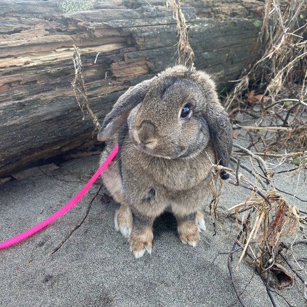 Rabbit Harness and Extra-long Leash - Etsy