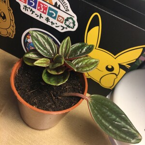 Chanelle ha añadido una foto de su compra