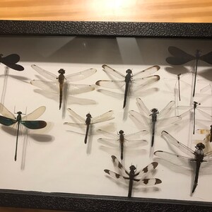 Stunning Dragonfly In Display Case | Neurobasis Chinensis Florida - Foto 9