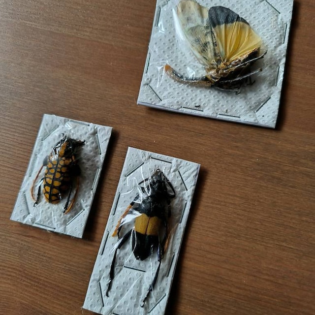昆虫標本のミックスパック | 剥製無脊椎動物と昆虫の詰め合わせ - Etsy