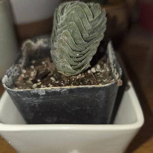 Comprador de Etsy ha añadido una foto de su compra