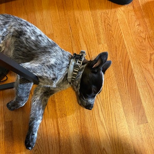 ACU Digital Camo Dog Collar by Swanky Pet | Etsy