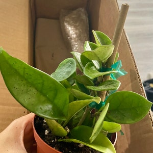 mo added a photo of their purchase
