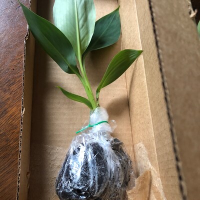 Blue Java Banana Tree Ice Cream Banana Plant Starter Fruit - Etsy