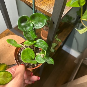 Alicia added a photo of their purchase