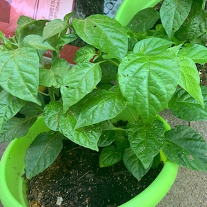 Chasity added a photo of their purchase