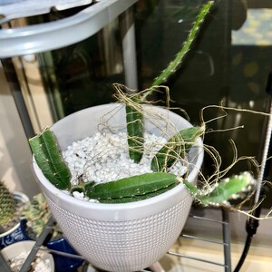 Kerrie ha añadido una foto de su compra