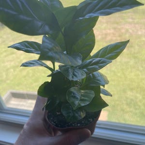 Tayler added a photo of their purchase